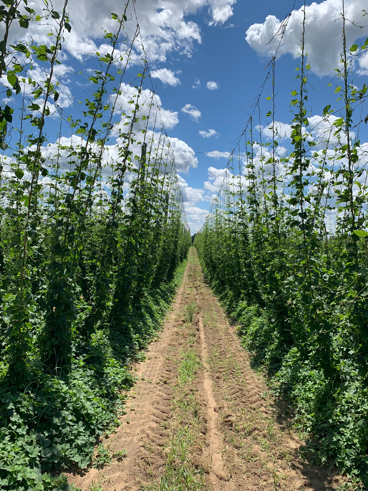 Saaz hops